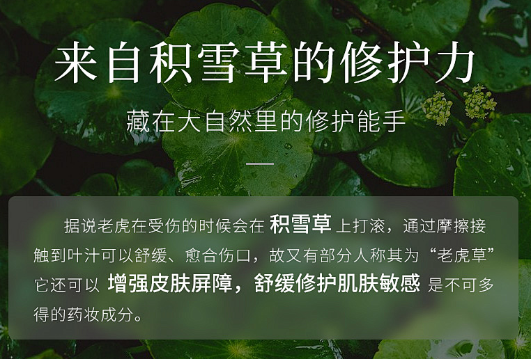 积雪草提取物：化妆品原料中的“全能王”，为何能持续领跑成分赛道？